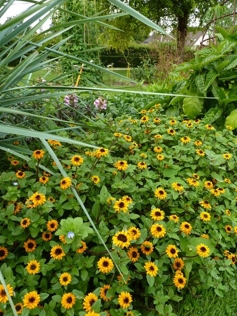 Sanvitalia procumbens 'Strike Orange'